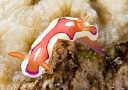 Photo: O. Lederman, See it in the Seaslug Forum